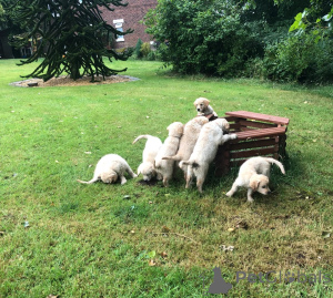 Фото №2 к объявлению №148576 о продаже золотистого ретривера - купить в Чехии 