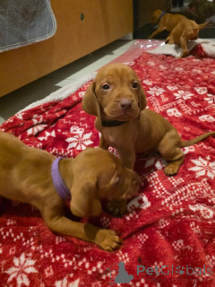 Фото №3. Beautiful Hungarian Vizsla Puppies Looking for Their Forever Homes!.  Гонконг