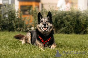 Фото №1. беспородная - купить в Москве реке за Бесплатно. Объявление №154085