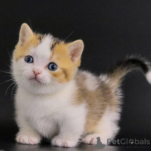 Фото №2 к объявлению №155935 о продаже манчкин - купить в Германии 