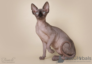 Дополнительные фото: Сanadian sphynx