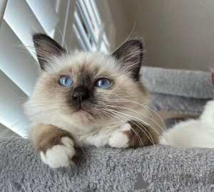 Фото №3. Бирма-Кетчен. Германия