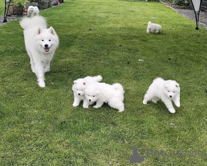 Фото №1. самоедская собака - купить в Амстеттен за договорная. Объявление №166143