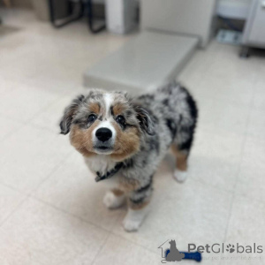 Фото №4. Продажа анатолийскую овчарку в Хельсинки частное объявление - цена договорная