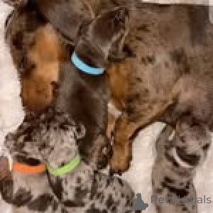 Фото №3. Wunderschöne Dackelwelpen ... WhatsApp 44 7453 907158.  Германия