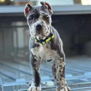 Фото №2 к объявлению №158576 о продаже кане-корсо - купить в Германии частное объявление