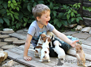 Фото №1. чихуахуа - купить в Getafe за договорная. Объявление №151671