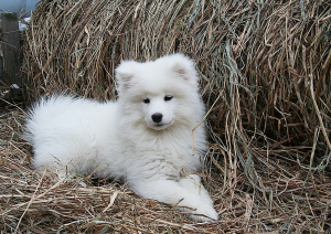 Фото №2 к объявлению №4544 о продаже самоедскую собаку - купить в России из питомника