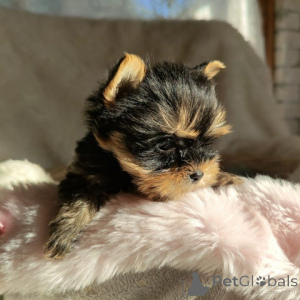 Фото №3. Stammbaum Yorkshire Terrier Welpe.  Германия