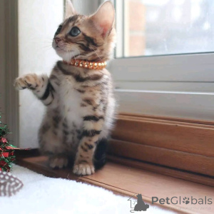 Фото №3. Котята доступны к продаже. Австрия