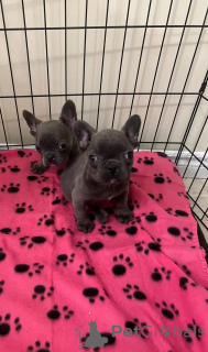 Фото №1. французский бульдог - купить в Берне за 60299₽. Объявление №142820