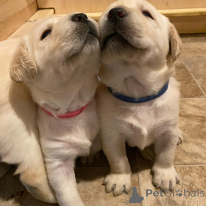 Фото №3. Щенок лабрадора-ретривера.  Германия