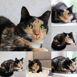 Фото №1.  - купить в Минске за Бесплатно. Объявление №165022