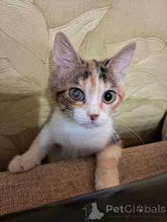 Фото №1.  - купить в Москве реке за Бесплатно. Объявление №162927