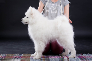 Фото №1. самоедская собака - купить в Челябинске за 55000руб. Объявление №2988