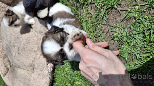 Фото №4. Продажа лхасского апсо, пекинеса, ши-тцу в Риге частное объявление, из питомника, заводчик - цена 55660₽