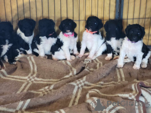 Фото №4. Продажа пуделя (королевского) в Vresse-sur-Semois заводчик - цена 174518₽