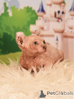 Фото №2 к объявлению №62365 о продаже эльф - купить в Израиле из питомника