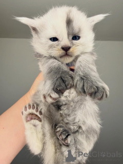 Фото №2 к объявлению №164230 о продаже мейн-кун - купить в Финляндии заводчик