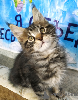 Фото №3. Продаются котята породы мейн-кун. Россия