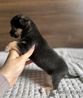 Фото №4. Продажа чихуахуа в Чикаго заводчик - цена 34498₽