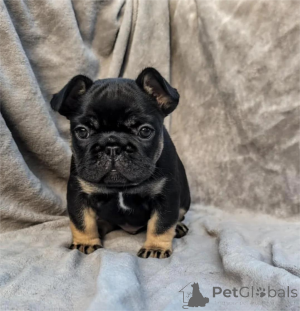 Фото №1.  - купить в Эркрат за 32468₽. Объявление №154317