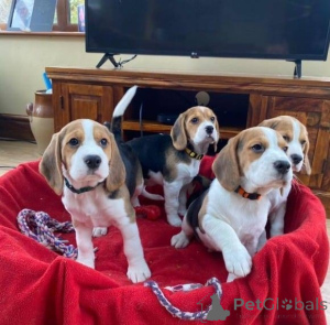 Фото №1. бигль - купить в Августдорф за 46384₽. Объявление №160529