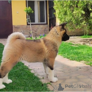 Фото №4. Продажа американскую акиту в Белграде  - цена Бесплатно