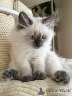 Фото №2 к объявлению №157696 о продаже бурма - купить в Германии из приюта, заводчик