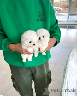Фото №3. Bichon Frize Puppies для переосмысления.  США