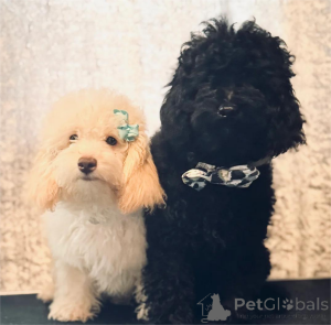 Фото №1. пудель (карликовый) - купить в Хаттинген за 32468₽. Объявление №154604