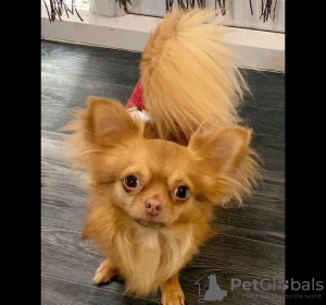 Фото №3. Tiny Micro Pup KC-Reg Сиреневый длинношерстный ЧИХУАХУА.  США