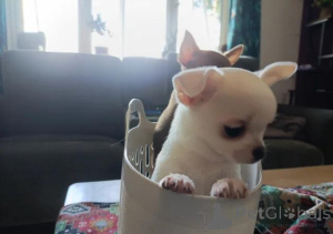 Фото №2 к объявлению №167680 о продаже чихуахуа - купить в Германии 