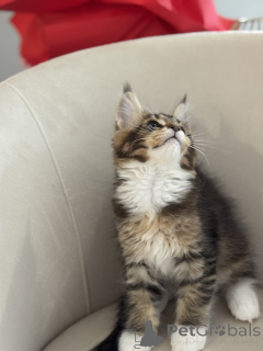 Фото №4. Продам мейн-куна в Монако заводчик - цена договорная