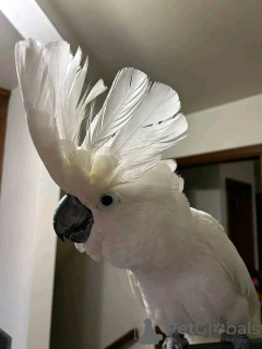 Фото №2 к объявлению №167041 о продаже  - купить в Франции 