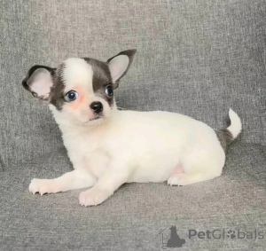 Фото №3. Очаровательные щенки чихуахуа.  США