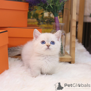 Фото №4. Продам манчкина в Калифорния заводчик - цена 34498₽