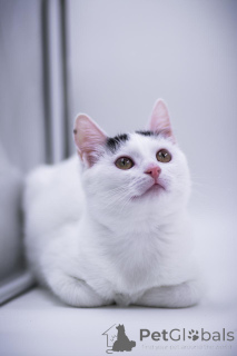 Фото №4. Продам  в Москве реке частное объявление - цена Бесплатно