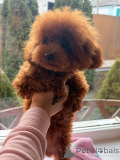 Дополнительные фото: Тедди пудель Китай