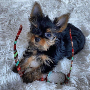 Фото №2 к объявлению №167293 о продаже йоркширского терьера - купить в Швеции 