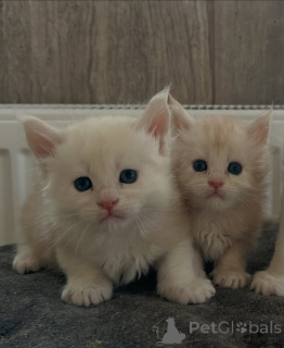 Фото №1. мейн-кун - купить в Бристоль за 250₽. Объявление №158808