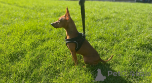 Фото №4. Продажа  в Сараево  - цена 31454₽