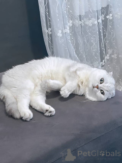 Фото №4. Продам британскую короткошёрстную в Aix-en-Provence частное объявление - цена 51022₽