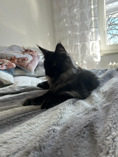 Фото №2 к объявлению №138042 о продаже мейн-кун - купить в Испании частное объявление