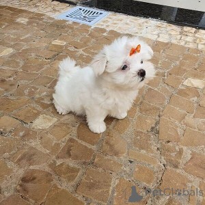 Фото №1. мальтийская болонка - купить в Бамберг за договорная. Объявление №167549