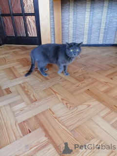 Фото №4. Продам русскую голубую в Минске частное объявление - цена Бесплатно