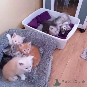 Фото №1. мейн-кун - купить в Glinde за 35251₽. Объявление №167273