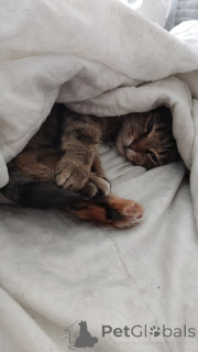 Фото №3. Кошка Яшка в добрые руки.. Россия