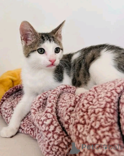 Фото №4. Продам беспородную в Хельсинки частное объявление, заводчик - цена 26960₽