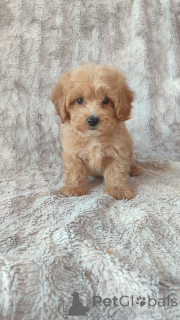 Фото №1. мальтипу - купить в Берлине за Бесплатно. Объявление №160253